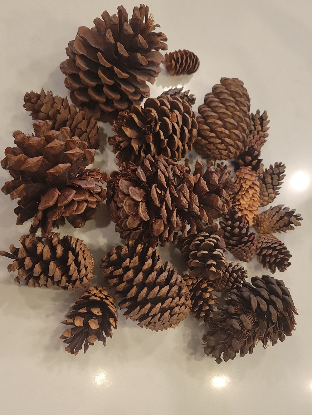 Real Pinecone Bundle